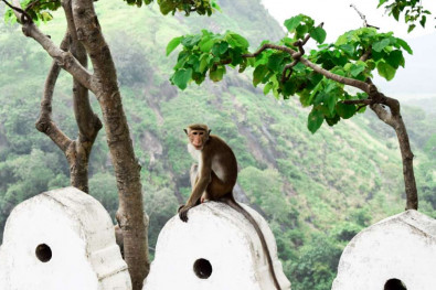 safari au sri lanka en famille